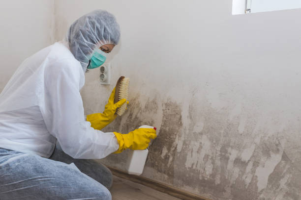 Best Affordable Mold Removal  in Ampere North, NJ