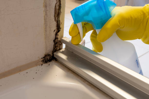 Best Home Mold Removal  in Ampere North, NJ