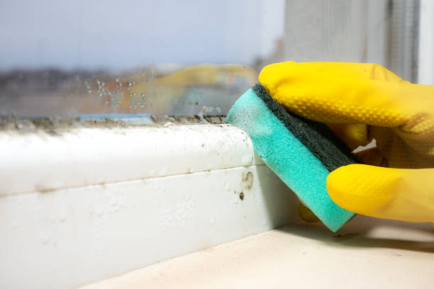 Best Mold Removal Company Near Me  in Ampere North, NJ