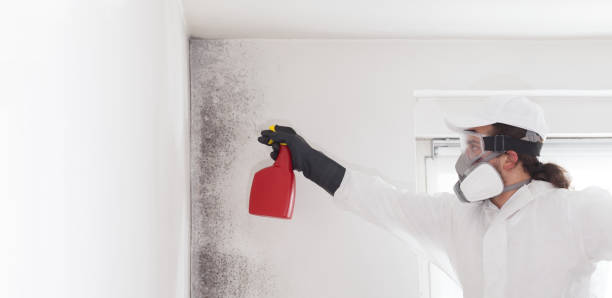 Home Mold Removal in Ampere North, NJ