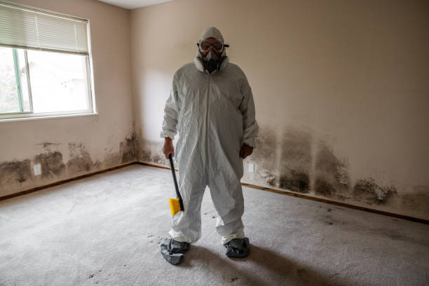 Best Best Mold Removal Companies  in Ampere North, NJ