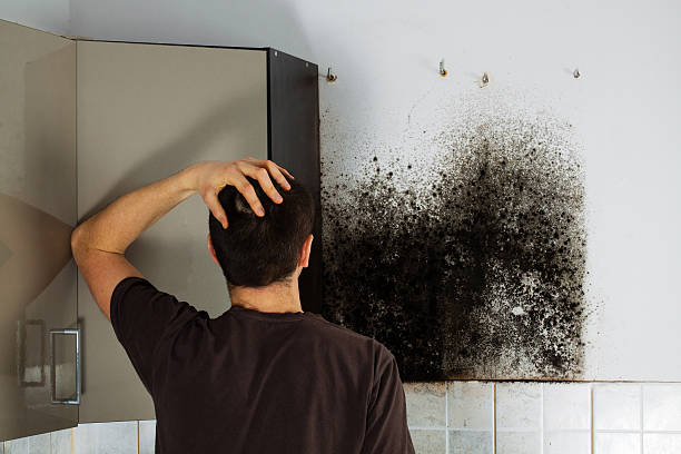 Best Emergency Mold Removal  in Ampere North, NJ