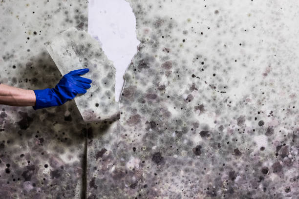 Reliable Ampere North, NJ Mold Removal Solutions
