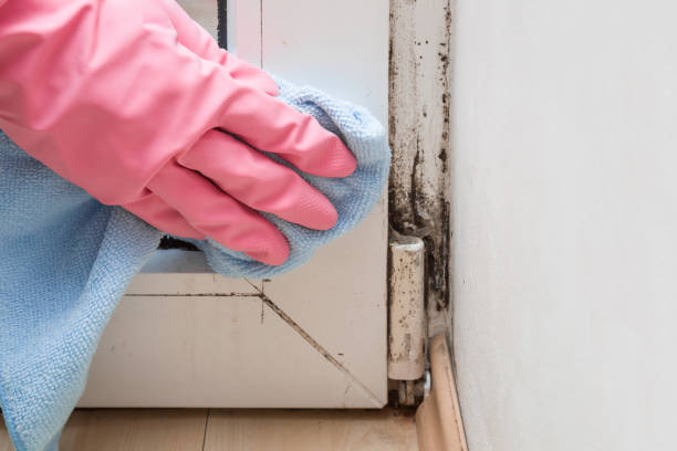 Best Attic Mold Removal  in Ampere North, NJ