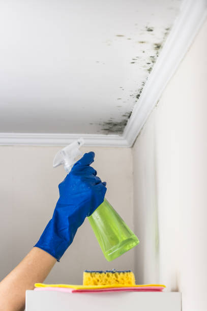 Best Residential Mold Removal  in Ampere North, NJ