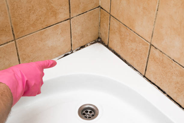 Best Mold Removal Near Me  in Ampere North, NJ